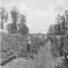 Thumbnail: Walled Garden in 1900.jpg